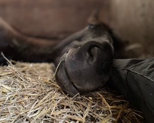 Seminar: JETZT - im Augenblick | Pferd